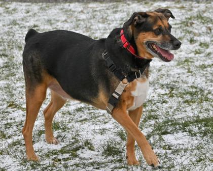 Enlarge Bandit, a Adoptable mixed breed in West Seneca, NY image 3/3