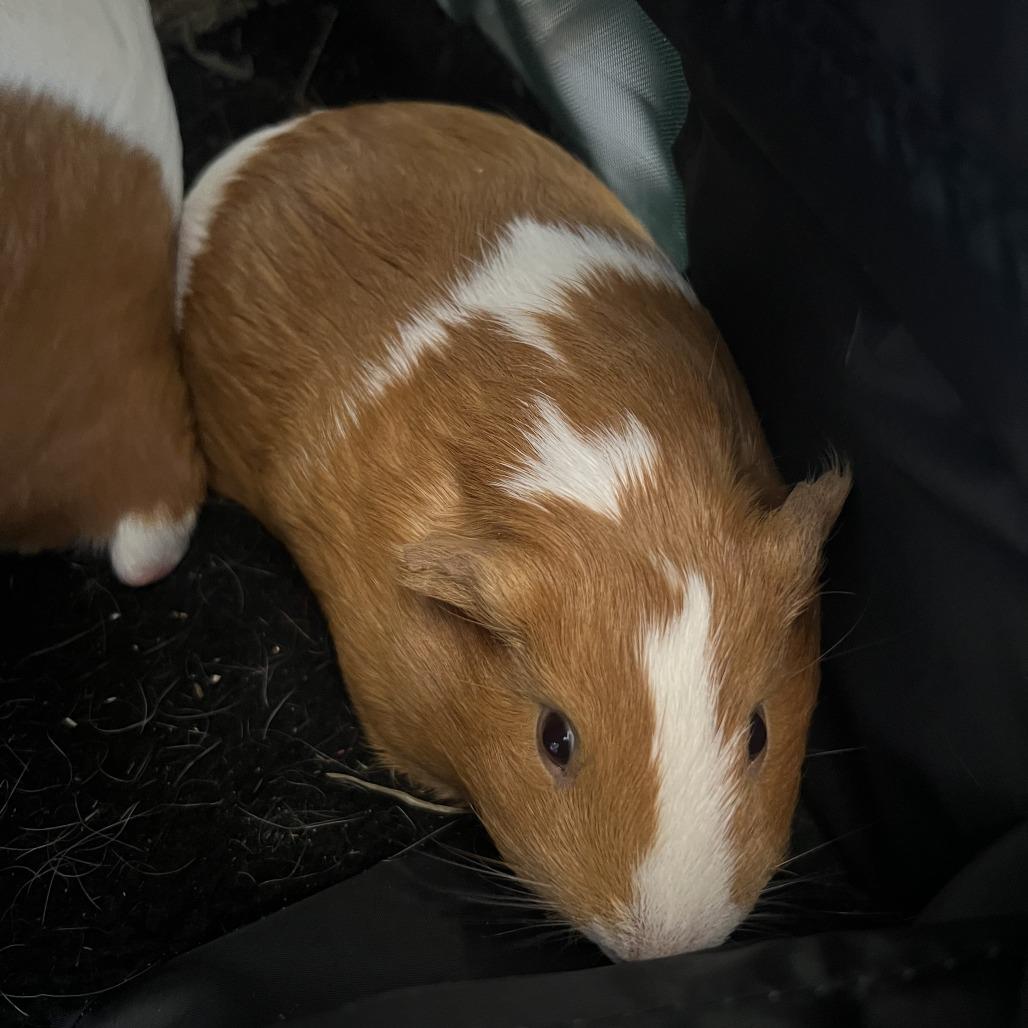 Silver (mini me), Adoptable, Young Female Guinea Pig.
