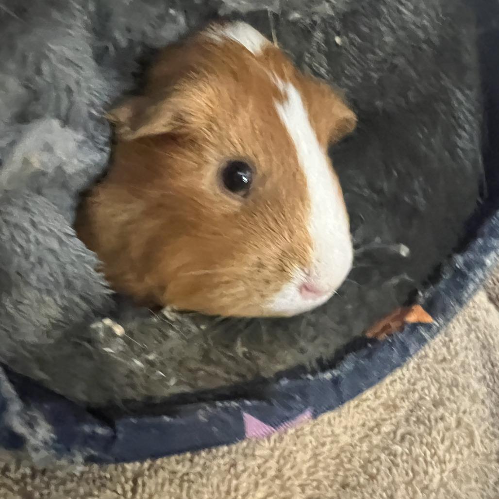 Enlarge Silver (mini me), a Adoptable Guinea Pig in Cedar Rapids, IA image 2/2
