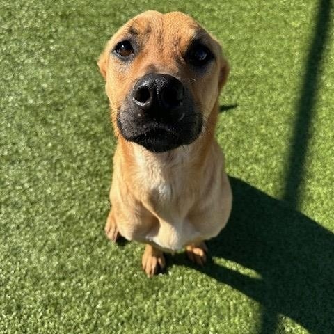 Lilo , a ADOPTABLE mixed breed in Fayetteville, AR image 3/6
