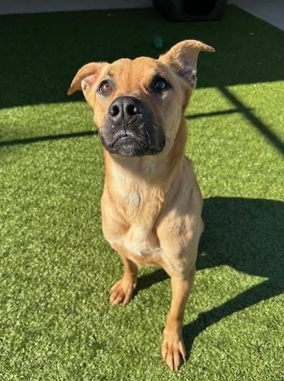 Lilo , a ADOPTABLE mixed breed in Fayetteville, AR image 1/6