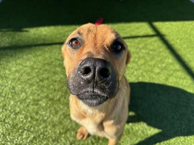 Lilo , a ADOPTABLE mixed breed in Fayetteville, AR image 5/6