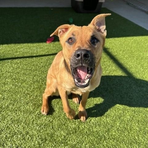 Lilo , a ADOPTABLE mixed breed in Fayetteville, AR image 6/6