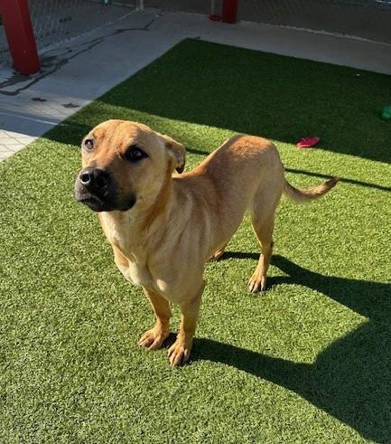 Lilo , a ADOPTABLE mixed breed in Fayetteville, AR image 2/6