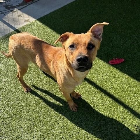 Lilo , a ADOPTABLE mixed breed in Fayetteville, AR image 4/6