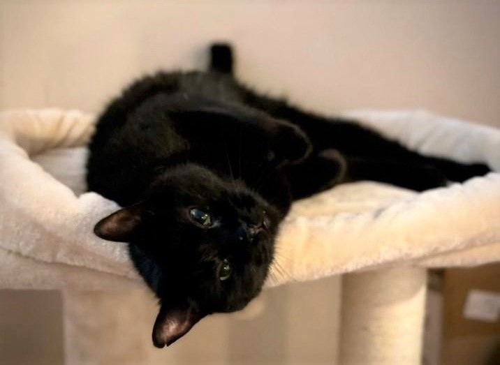 Gabriel, Adoptable, Senior Male Domestic Short Hair.