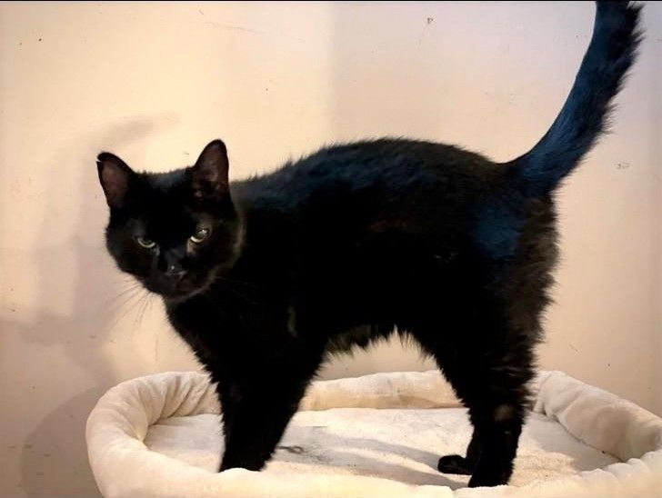 Enlarge Gabriel, a Adoptable mixed breed in New York, NY image 2/4