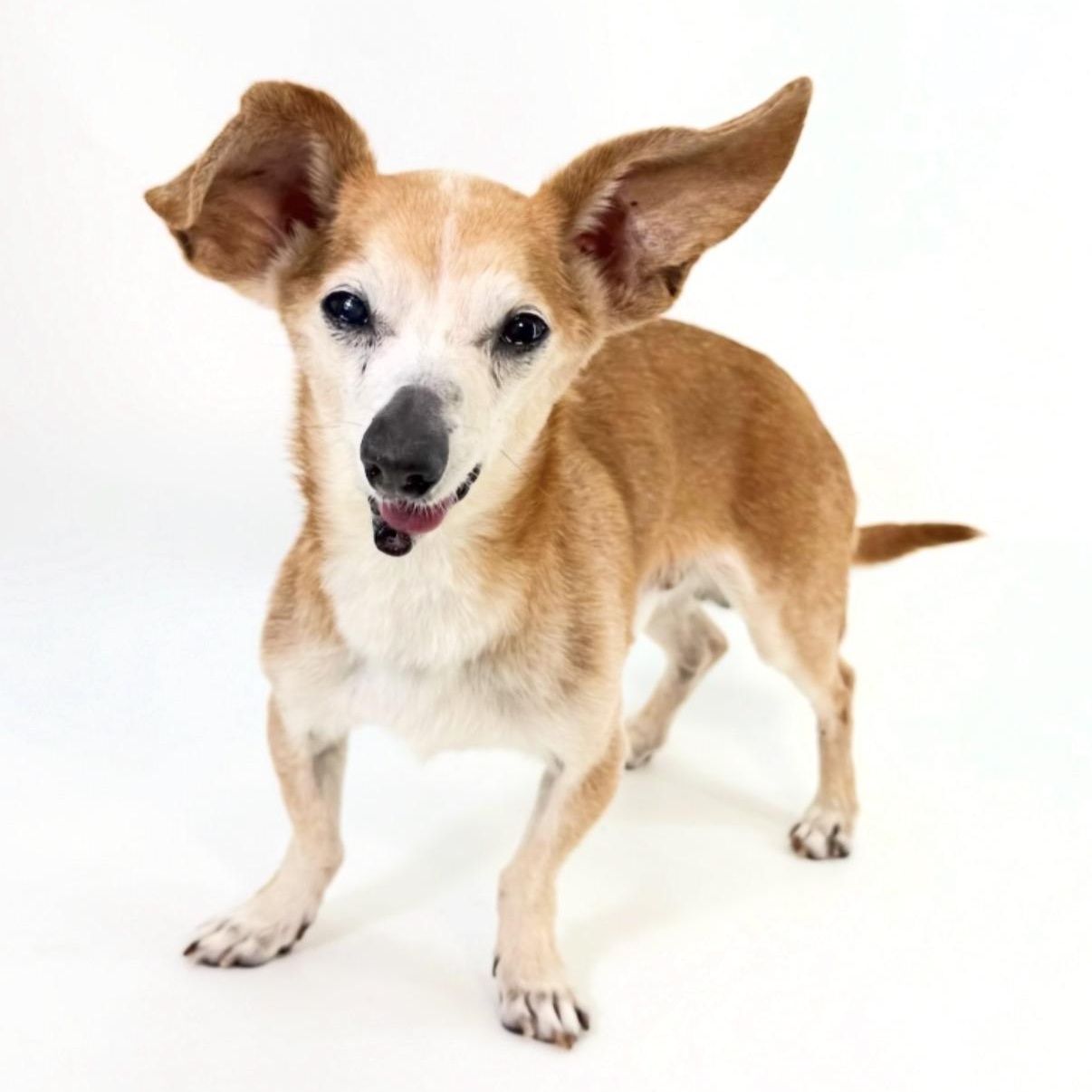 Enlarge Billy, a Adoptable Chihuahua in Scottsdale, AZ image 2/3