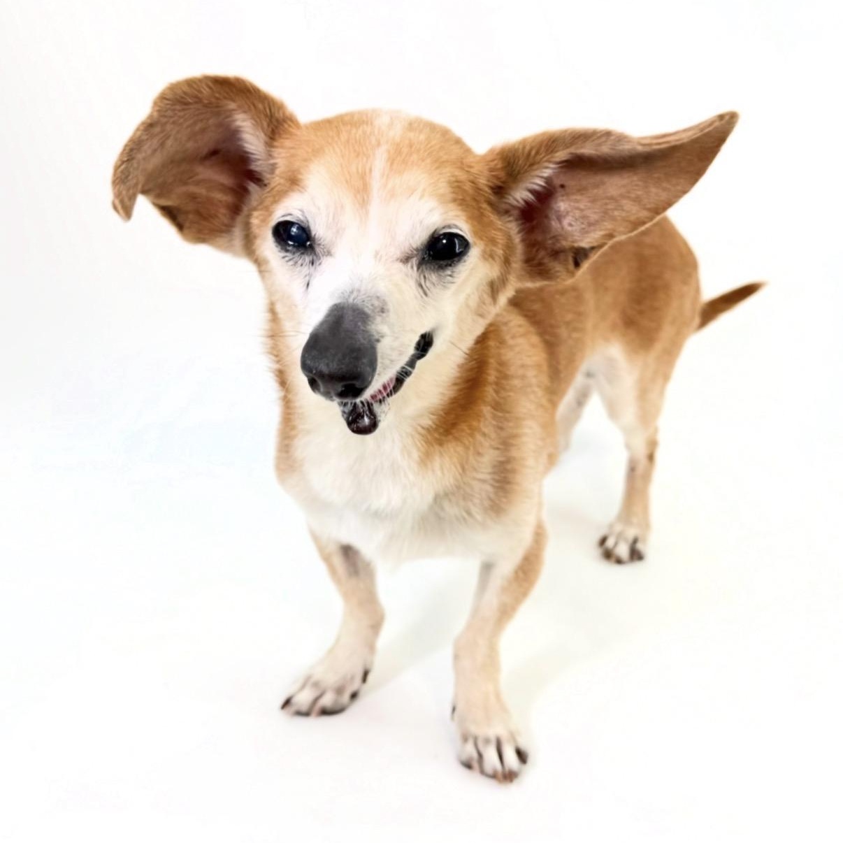 Enlarge Billy, a Adoptable Chihuahua in Scottsdale, AZ image 1/3