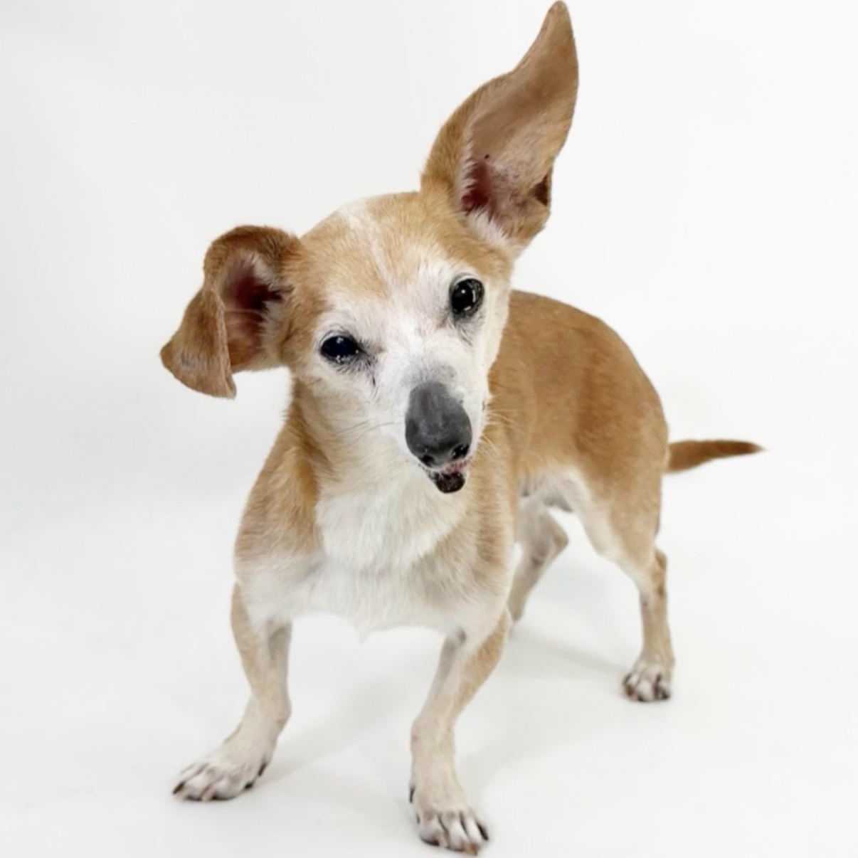 Enlarge Billy, a Adoptable Chihuahua in Scottsdale, AZ image 3/3