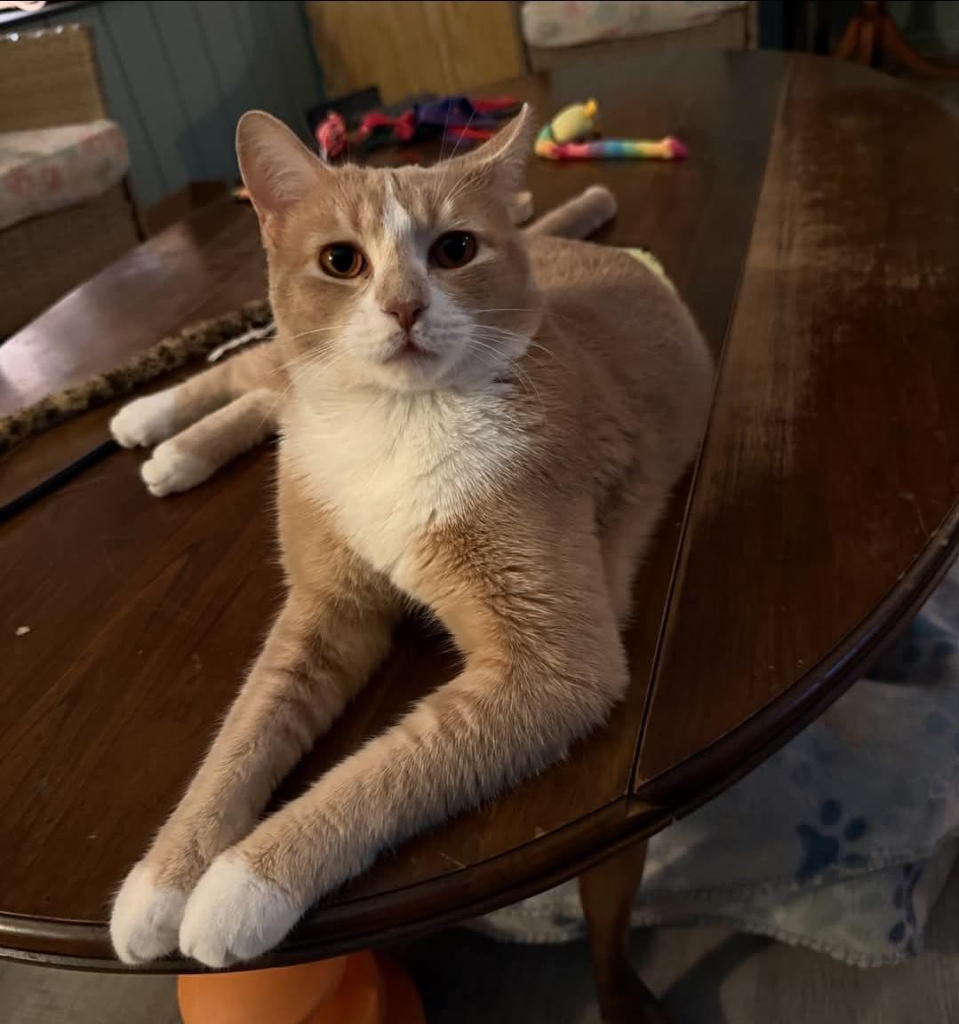 Enlarge Charlie, a Adoptable mixed breed in Whitewater, WI image 4/5