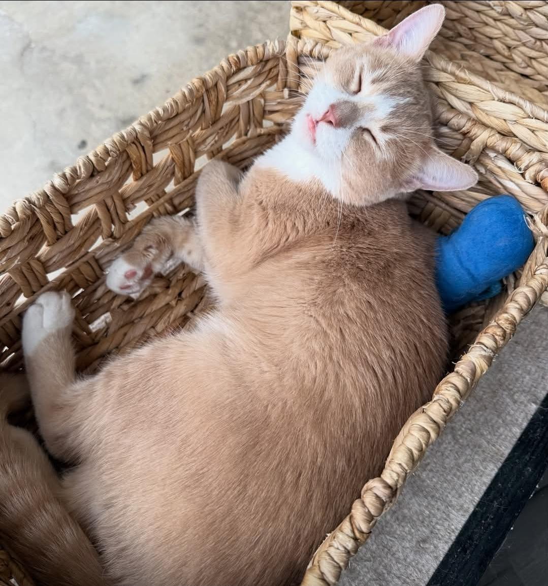 Enlarge Charlie, a Adoptable mixed breed in Whitewater, WI image 5/5