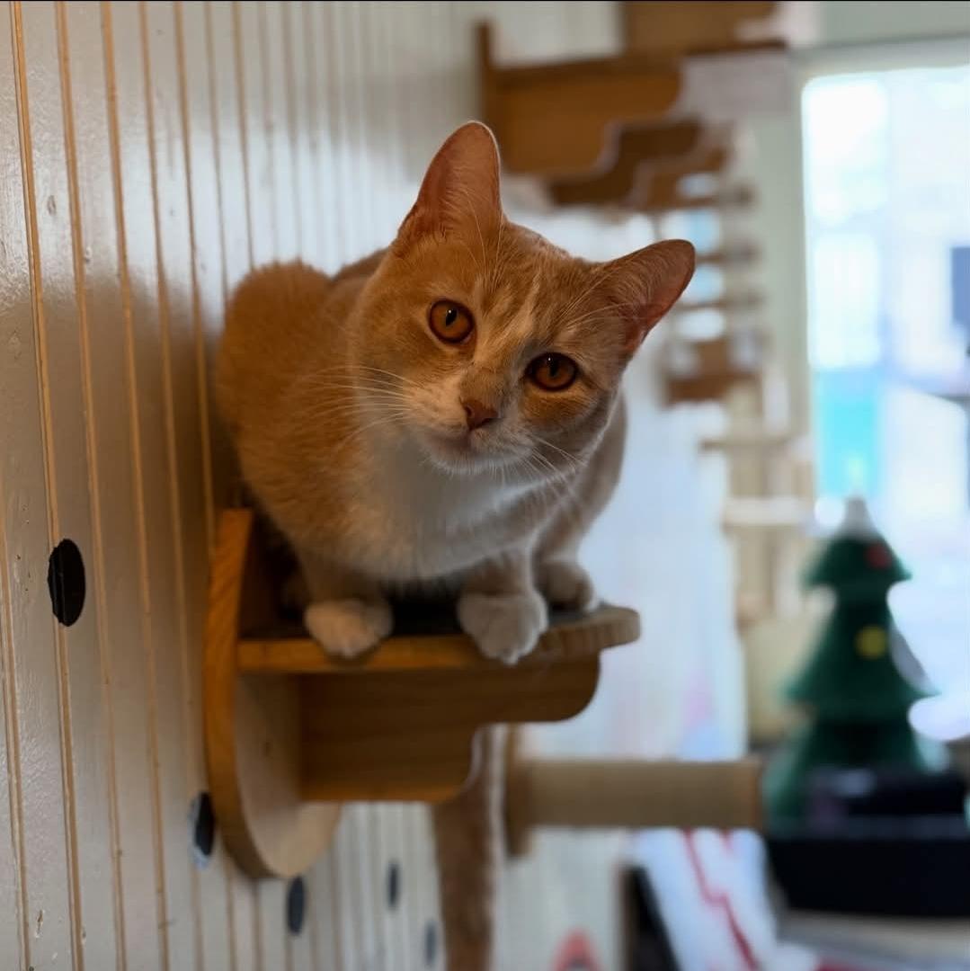 Enlarge Charlie, a Adoptable mixed breed in Whitewater, WI image 2/5