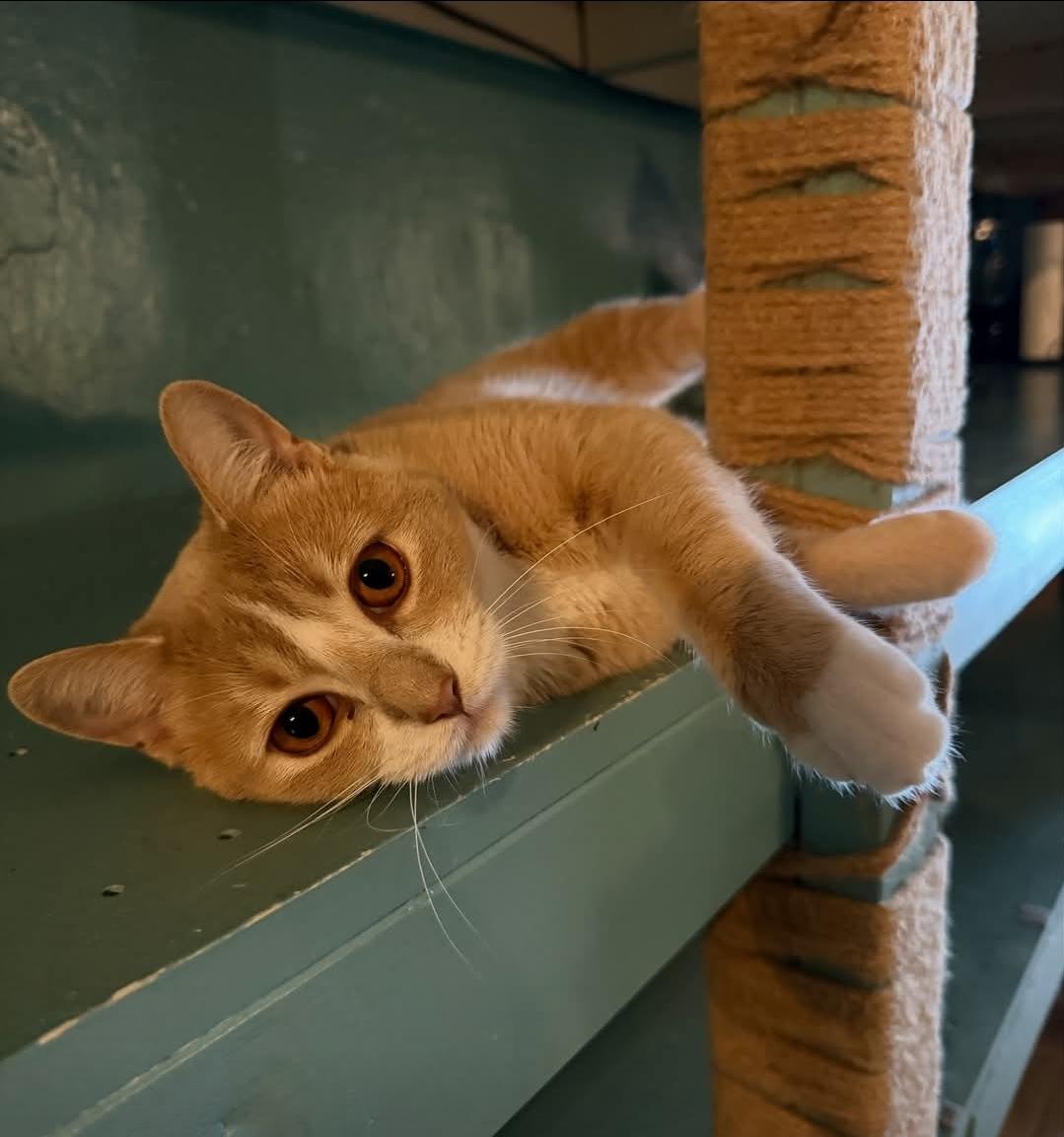 Enlarge Charlie, a Adoptable mixed breed in Whitewater, WI image 3/5