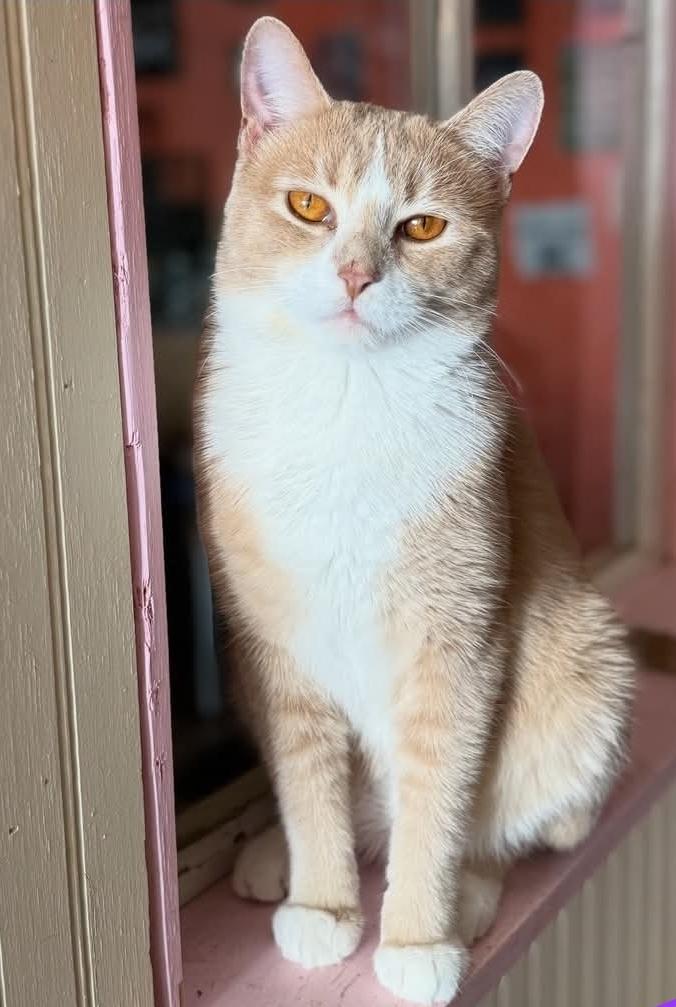 Enlarge Charlie, a Adoptable mixed breed in Whitewater, WI image 1/5