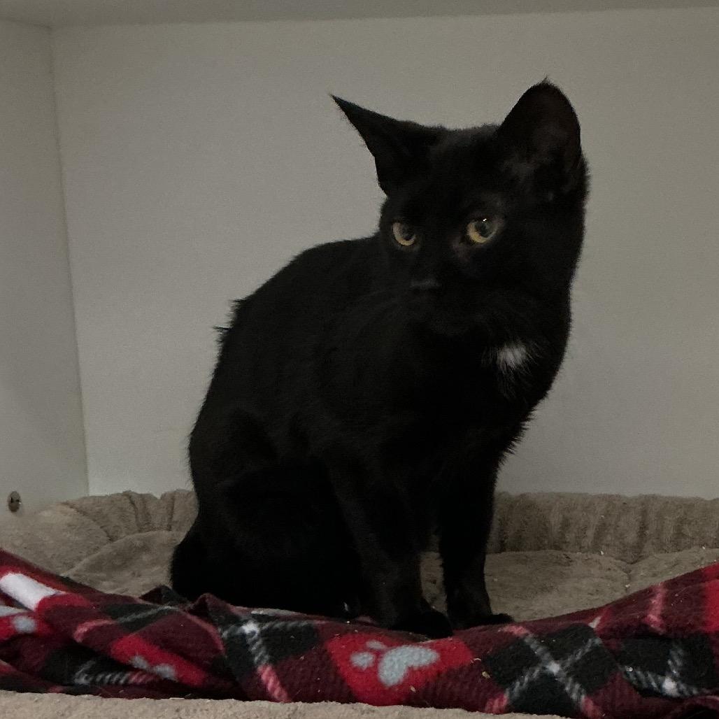 Enlarge Ink, a Adoptable Domestic Short Hair in Elizabeth City, NC image 1/1