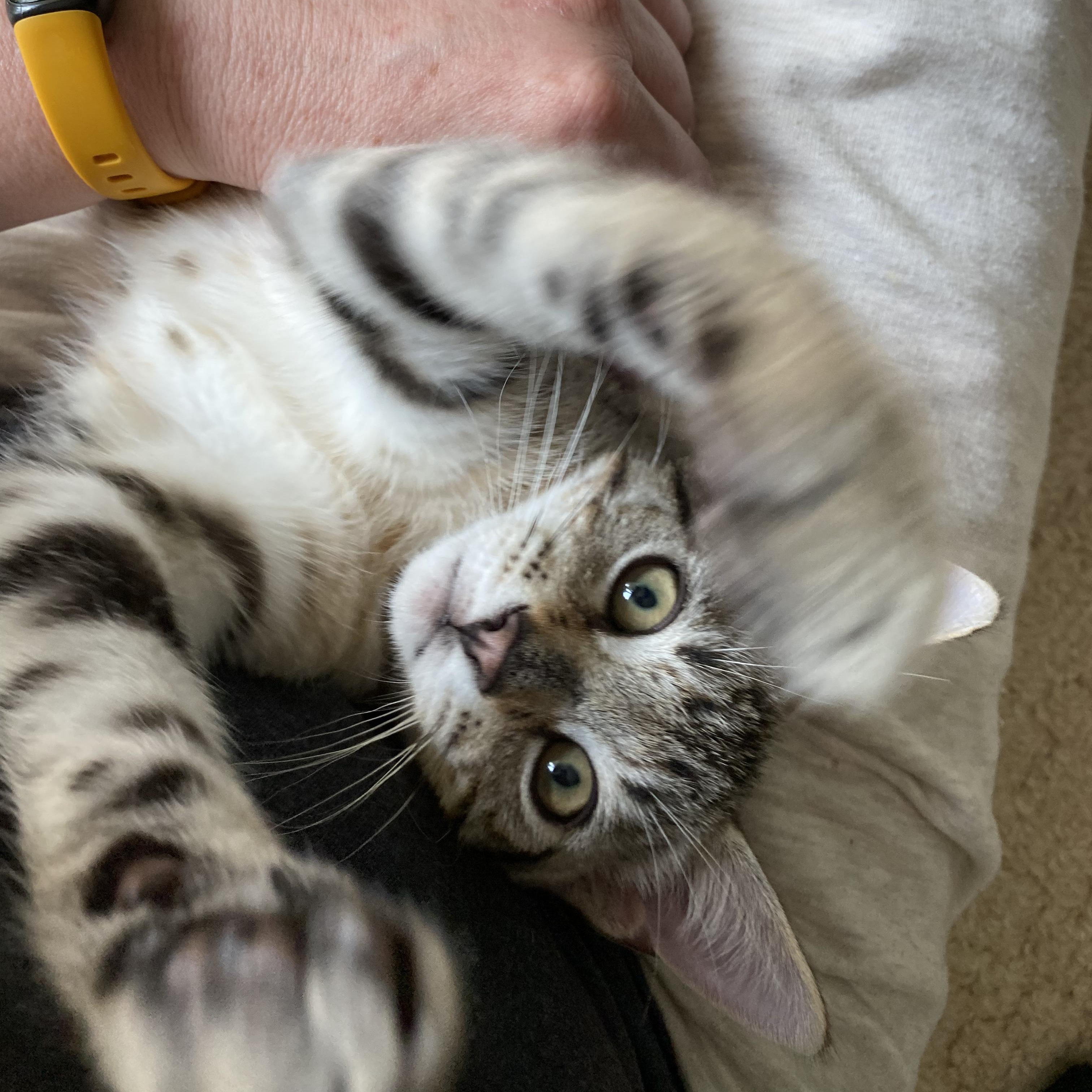 Gunnr & Rikr- high energy happiness, Baby Male Domestic Short Hair