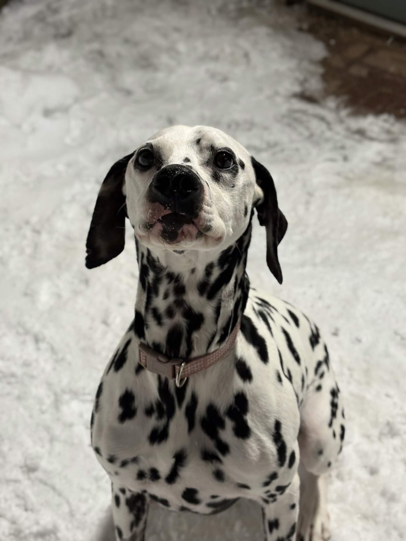 Enlarge Clark, an adopted Dalmatian in Houghton, MI image 3/3