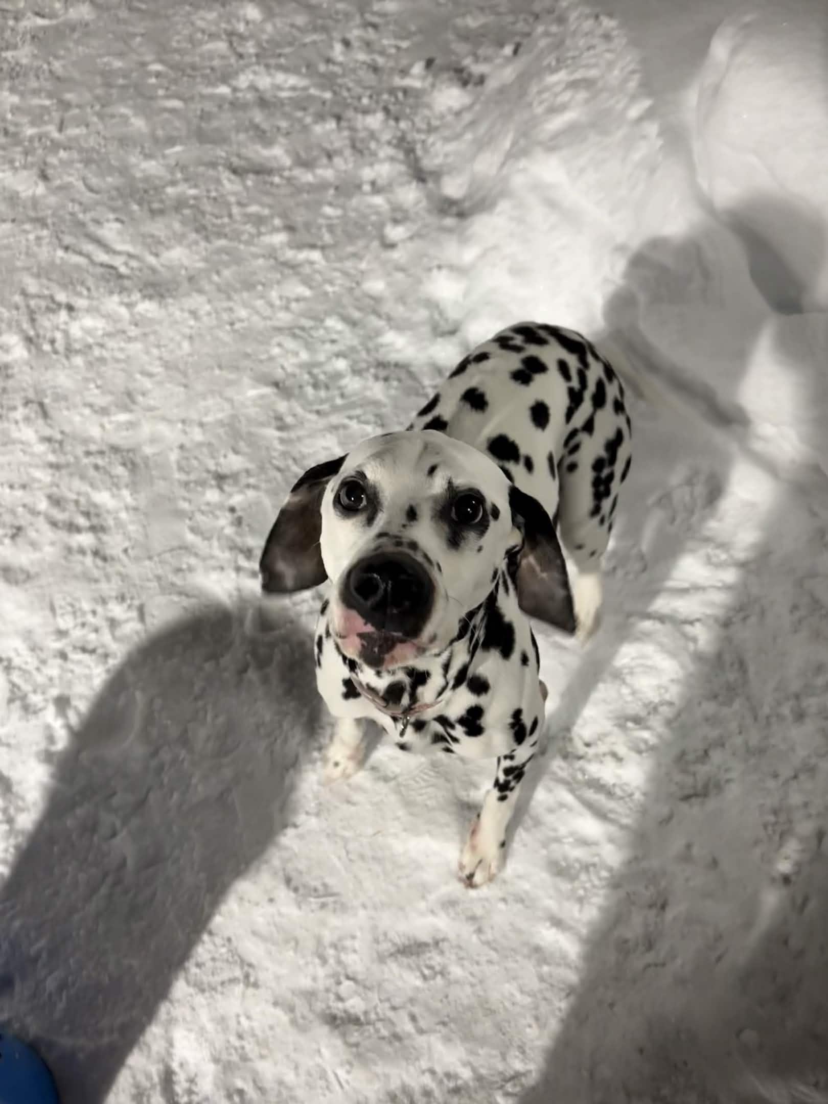 Enlarge Clark, an adopted Dalmatian in Houghton, MI image 2/3