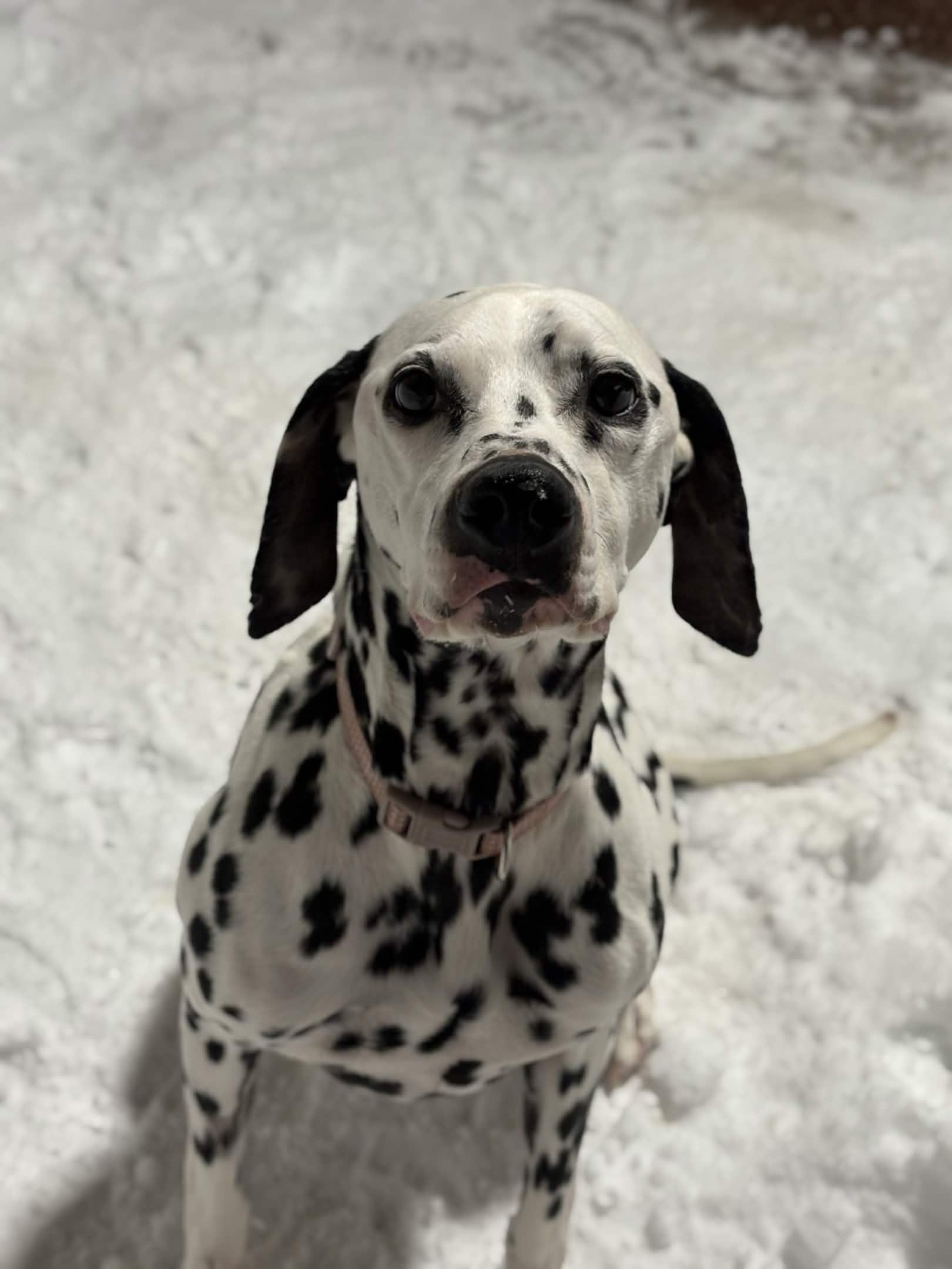 Enlarge Clark, an adopted Dalmatian in Houghton, MI image 1/3