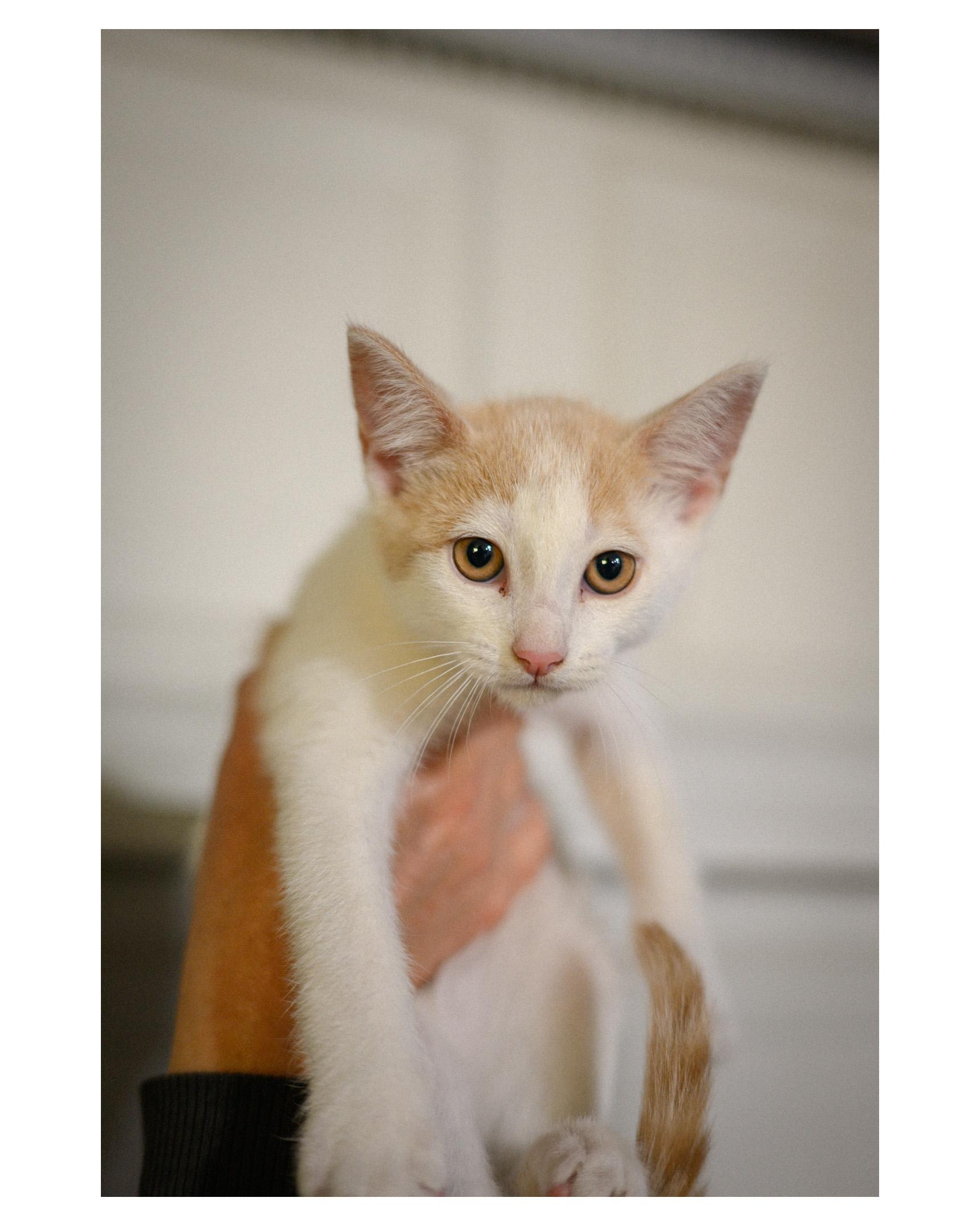 Oscar Meowstri, a ADOPTABLE Domestic Short Hair in Fairfield, CA image 2/3