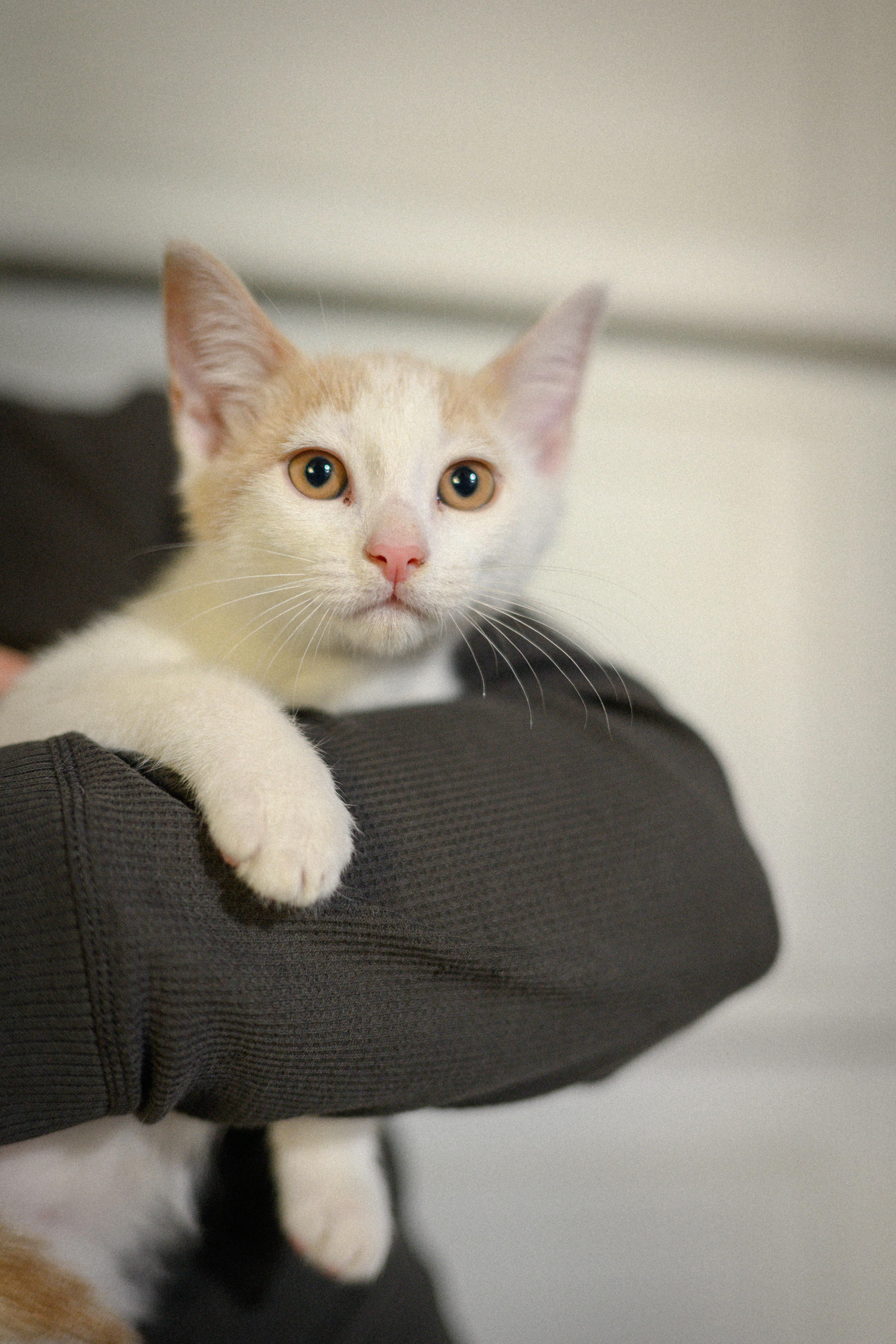 Oscar Meowstri, ADOPTABLE, Young Male Domestic Short Hair.