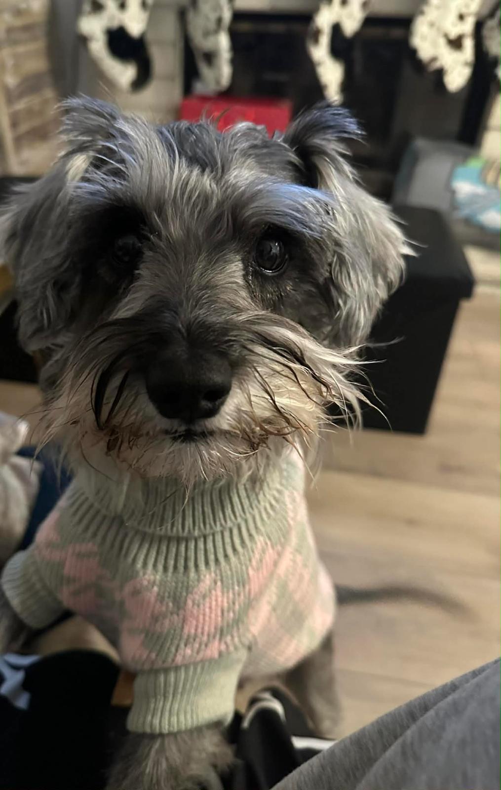 Enlarge Tula, a ADOPTABLE Miniature Schnauzer in Surrey, BC image 1/4