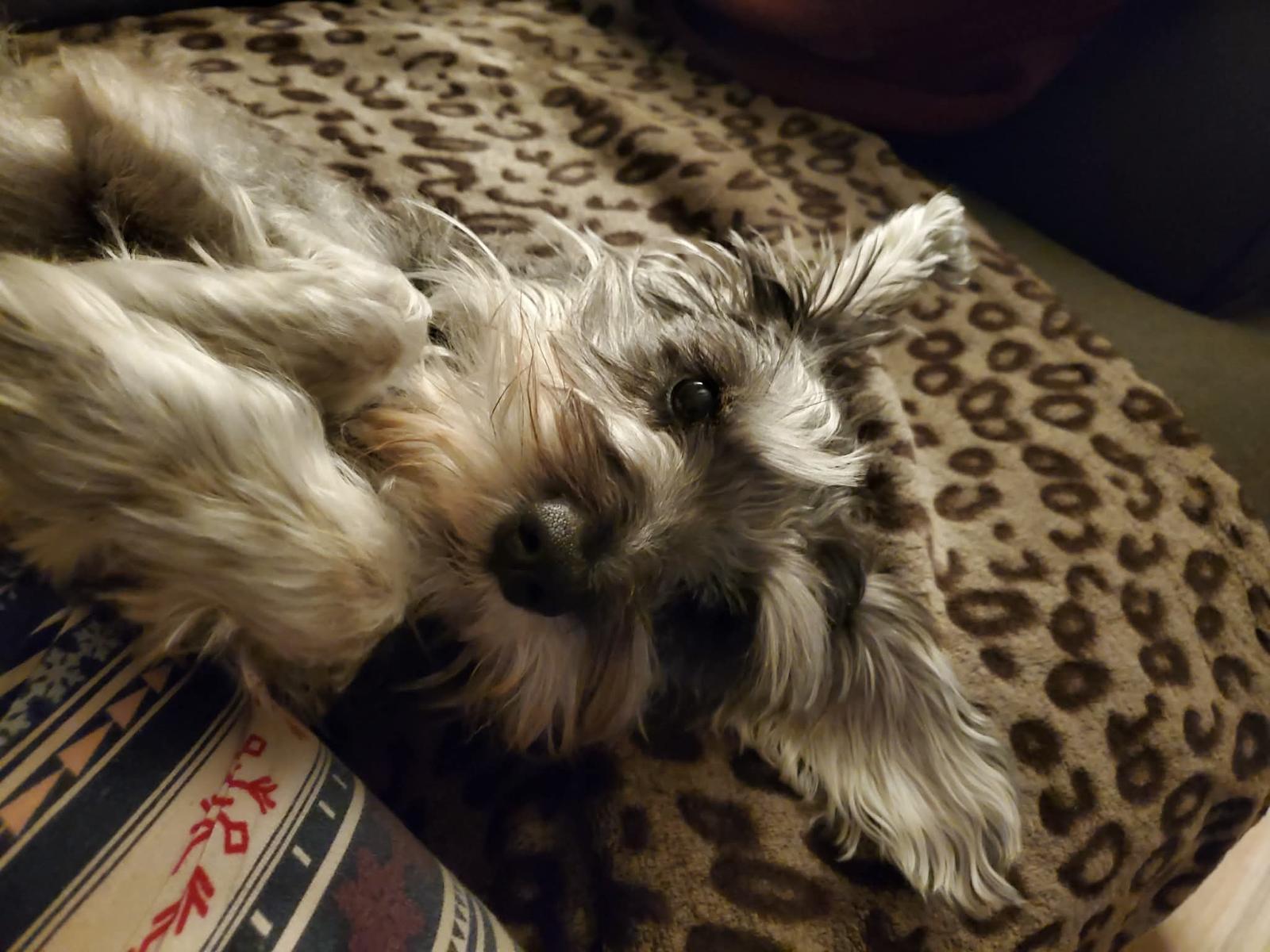 Enlarge Tula, a ADOPTABLE Miniature Schnauzer in Surrey, BC image 3/4