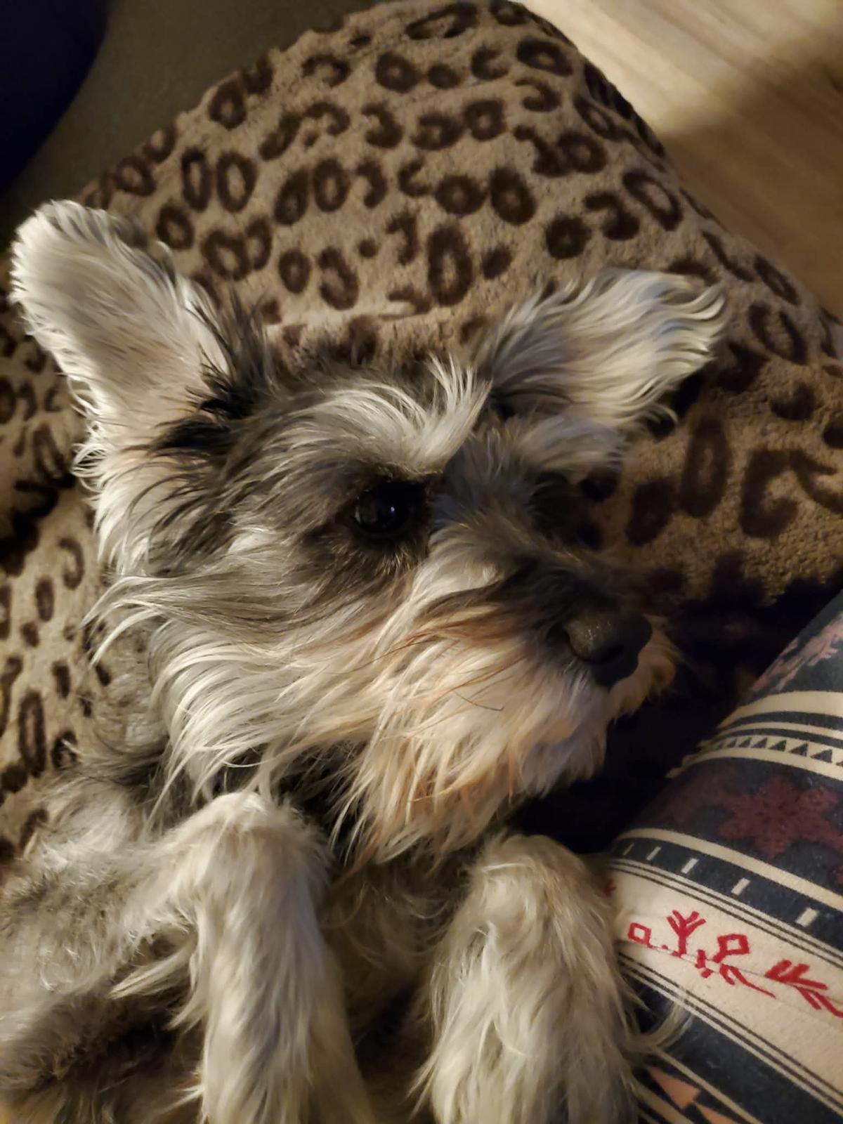 Enlarge Tula, a ADOPTABLE Miniature Schnauzer in Surrey, BC image 2/4