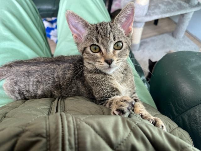 Sweet Heart my little girl, Adoptable, Kitten Female Domestic Short Hair & Tabby.