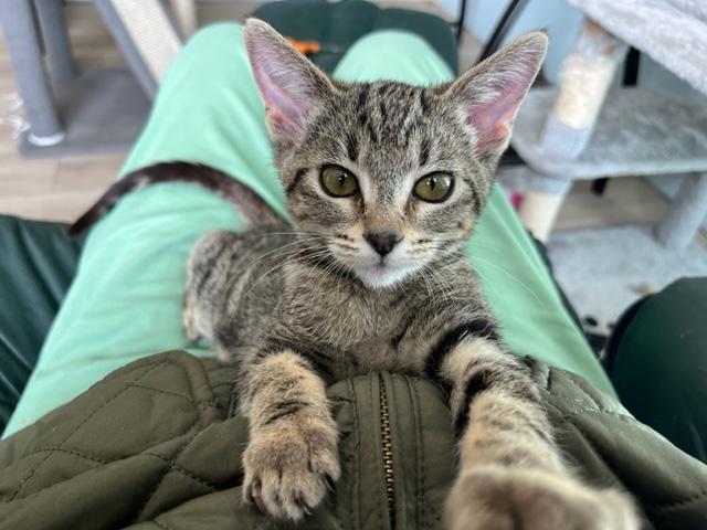 Enlarge Sweet Heart my little girl, a Adoptable mixed breed in Eagle Point, OR image 6/6