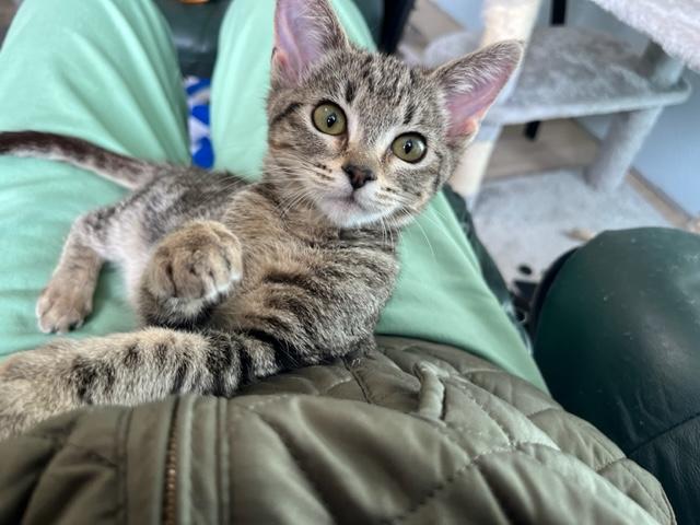 Enlarge Sweet Heart my little girl, a Adoptable mixed breed in Eagle Point, OR image 5/6