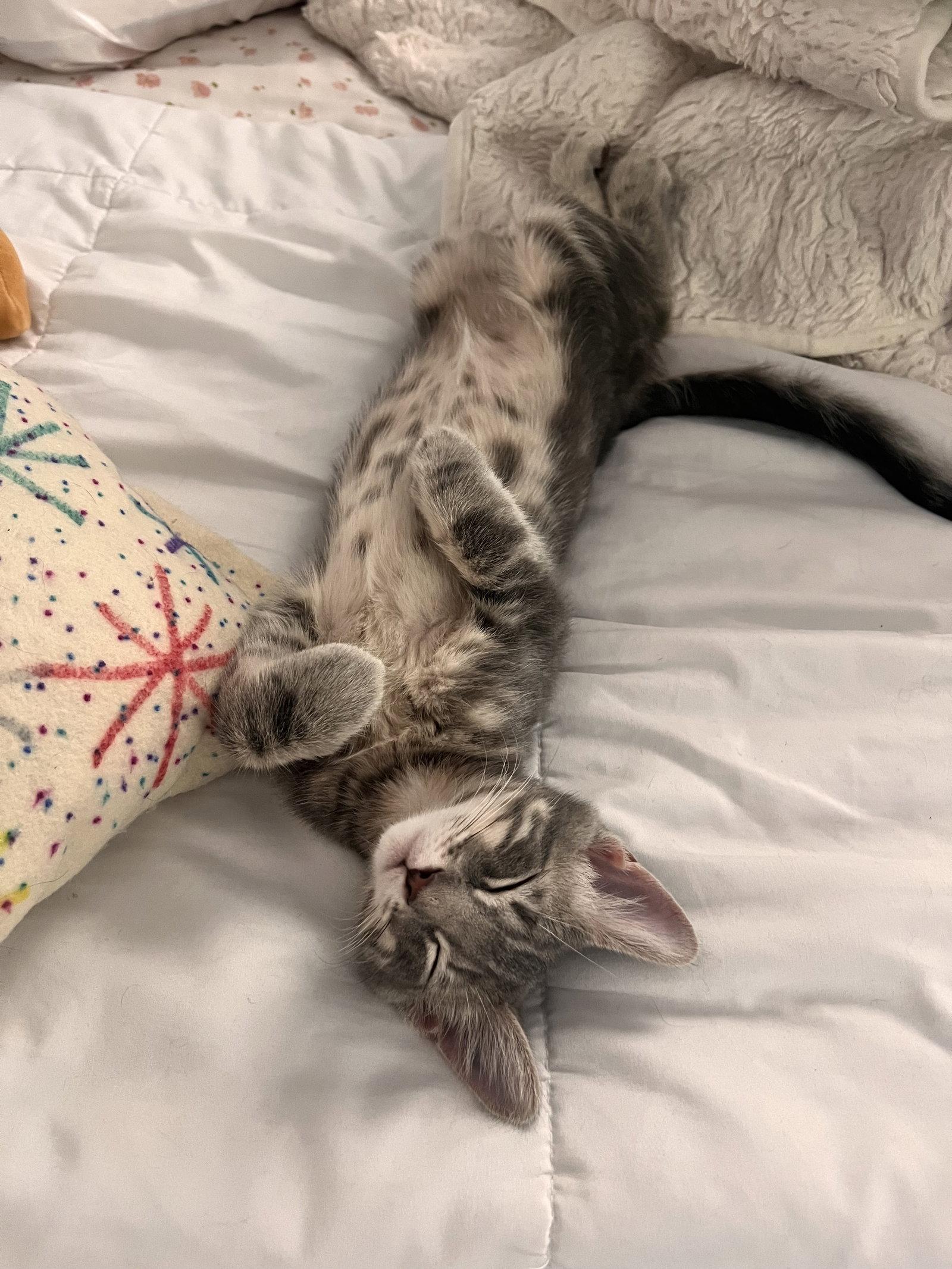 Willie McGee, Adopted, Young Male American Shorthair.