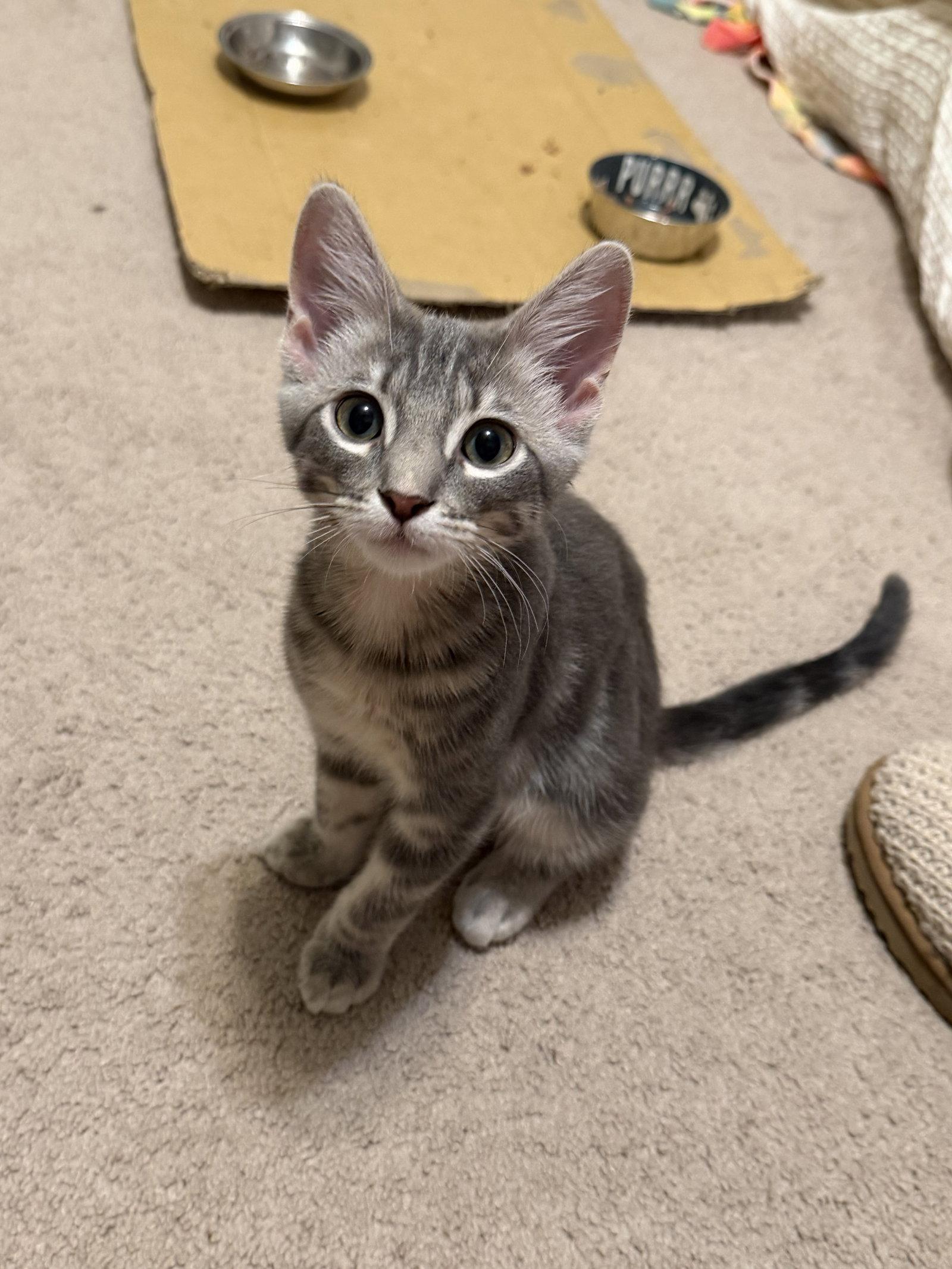 Enlarge Willie McGee, a Adopted American Shorthair in Eureka, MO image 2/3