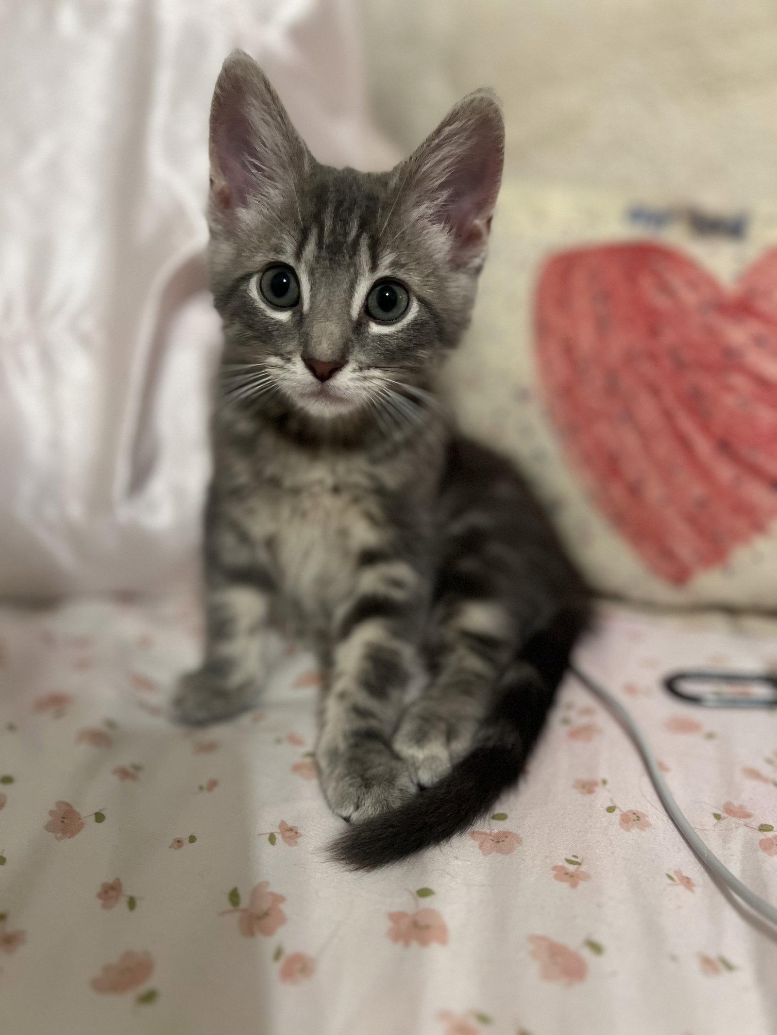 Enlarge Willie McGee, a Adopted American Shorthair in Eureka, MO image 3/3