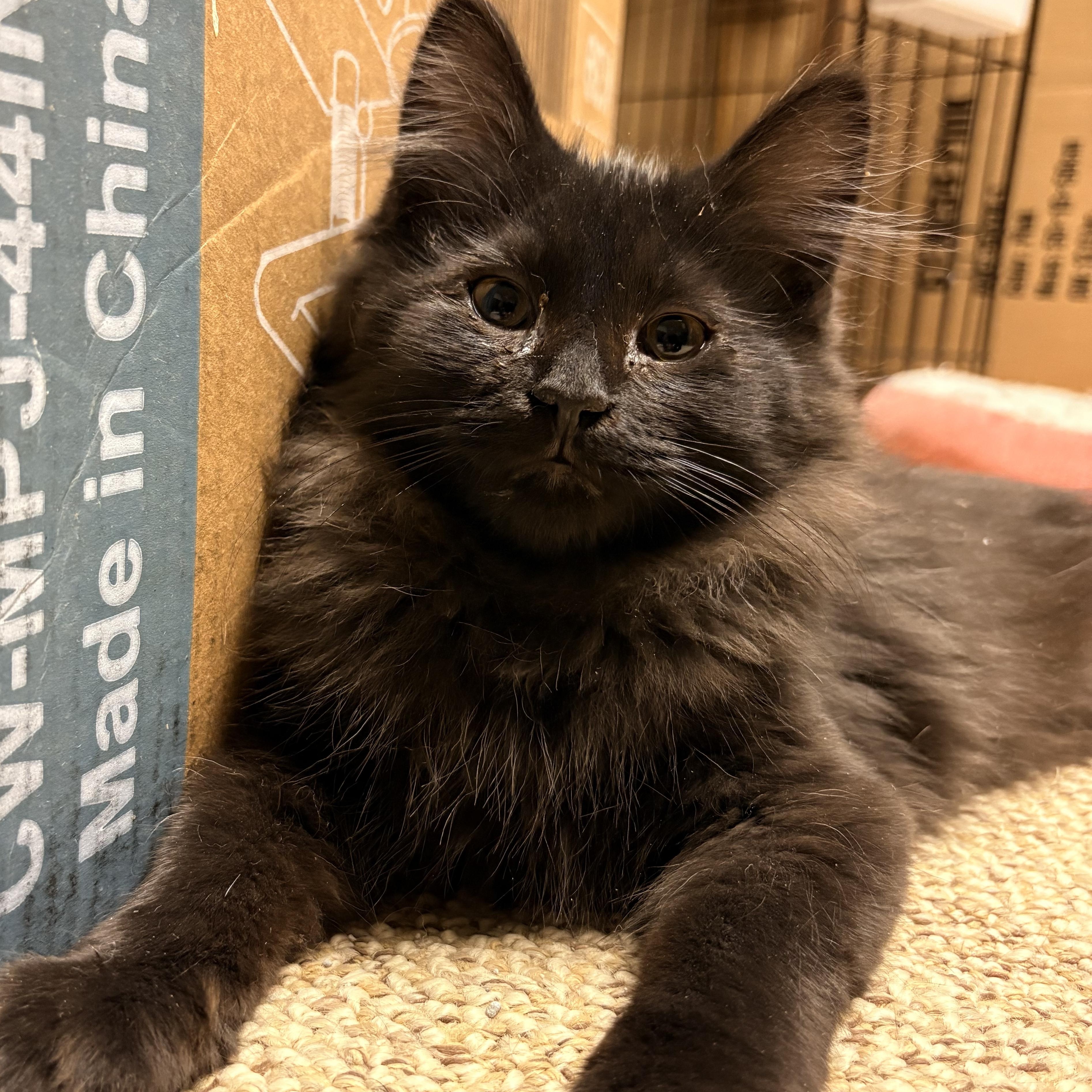 Hex , adoptable, Kitten Male Domestic Long Hair.