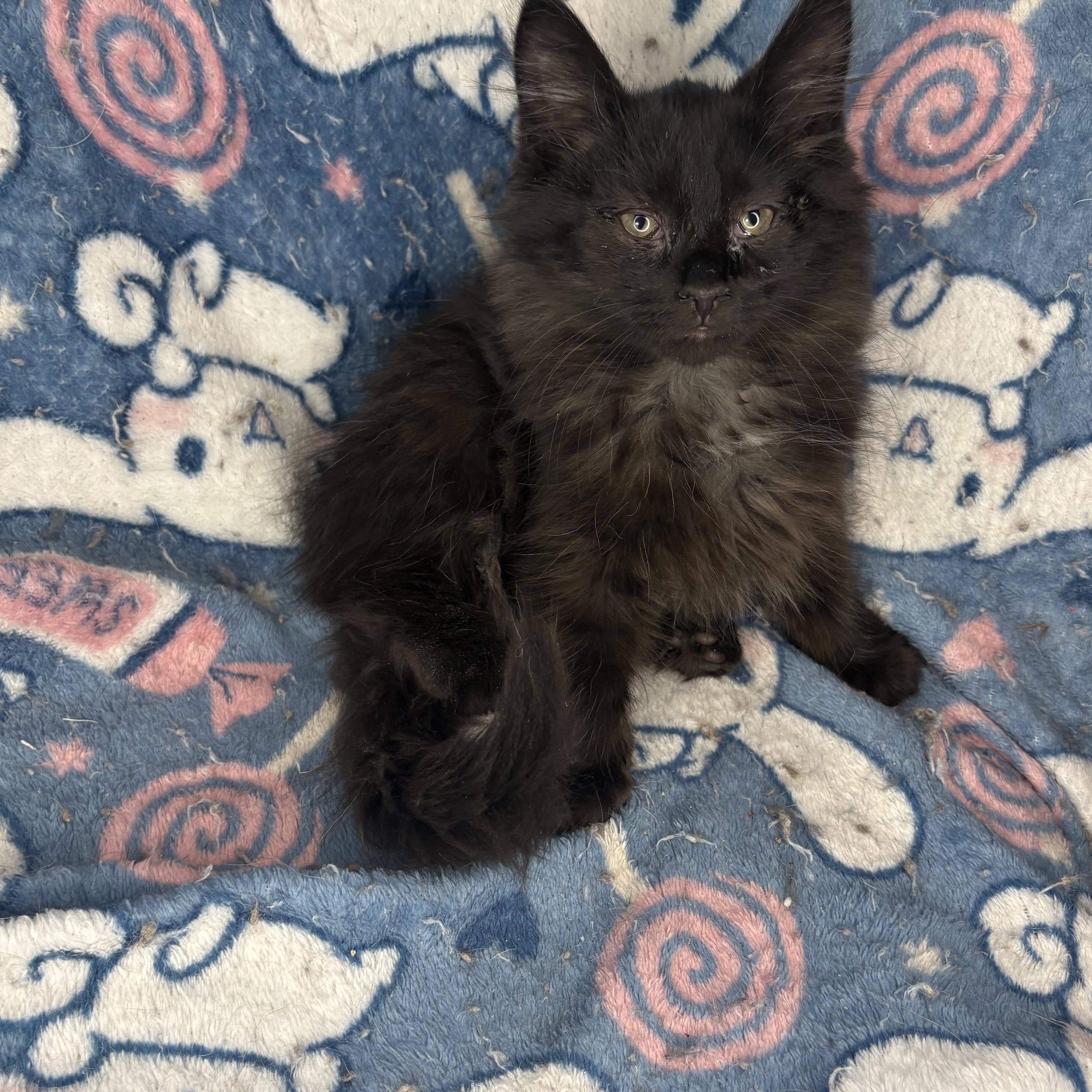 Enlarge Hex , an adoptable Domestic Long Hair in Austintown, OH image 1/1