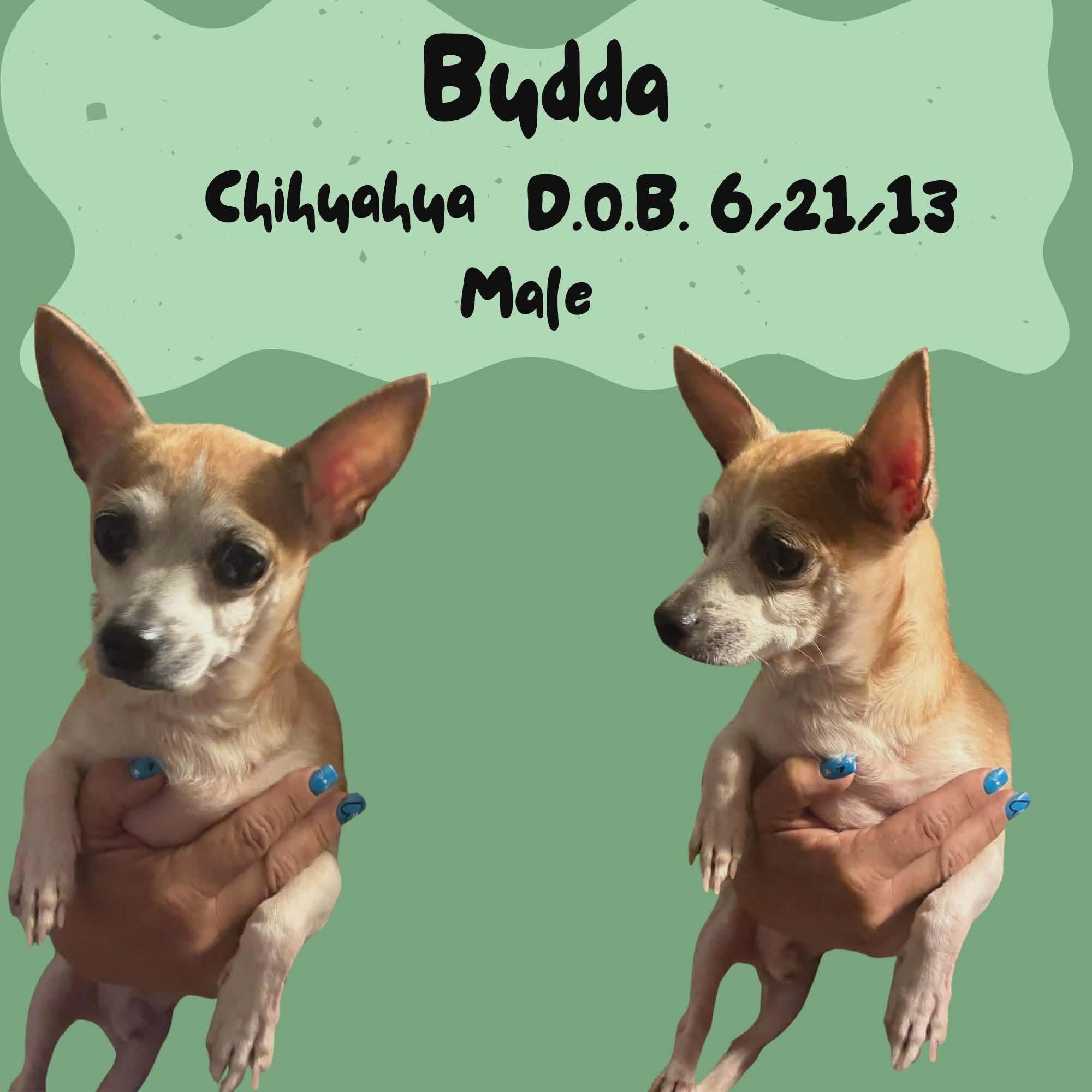 Budda, Adoptable, Senior Male Chihuahua.