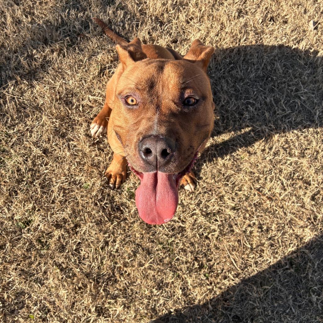 Cypress, a Adoptable Pit Bull Terrier in Norman, OK image 1/6
