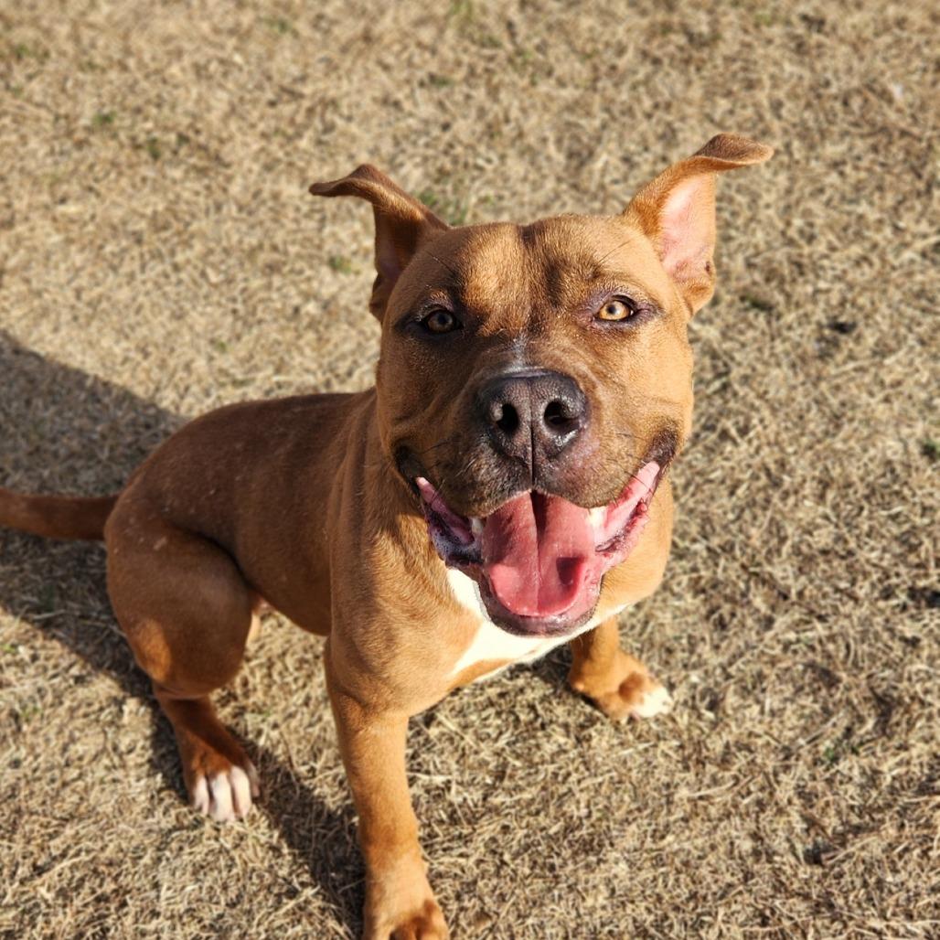 Cypress, a Adoptable Pit Bull Terrier in Norman, OK image 2/6