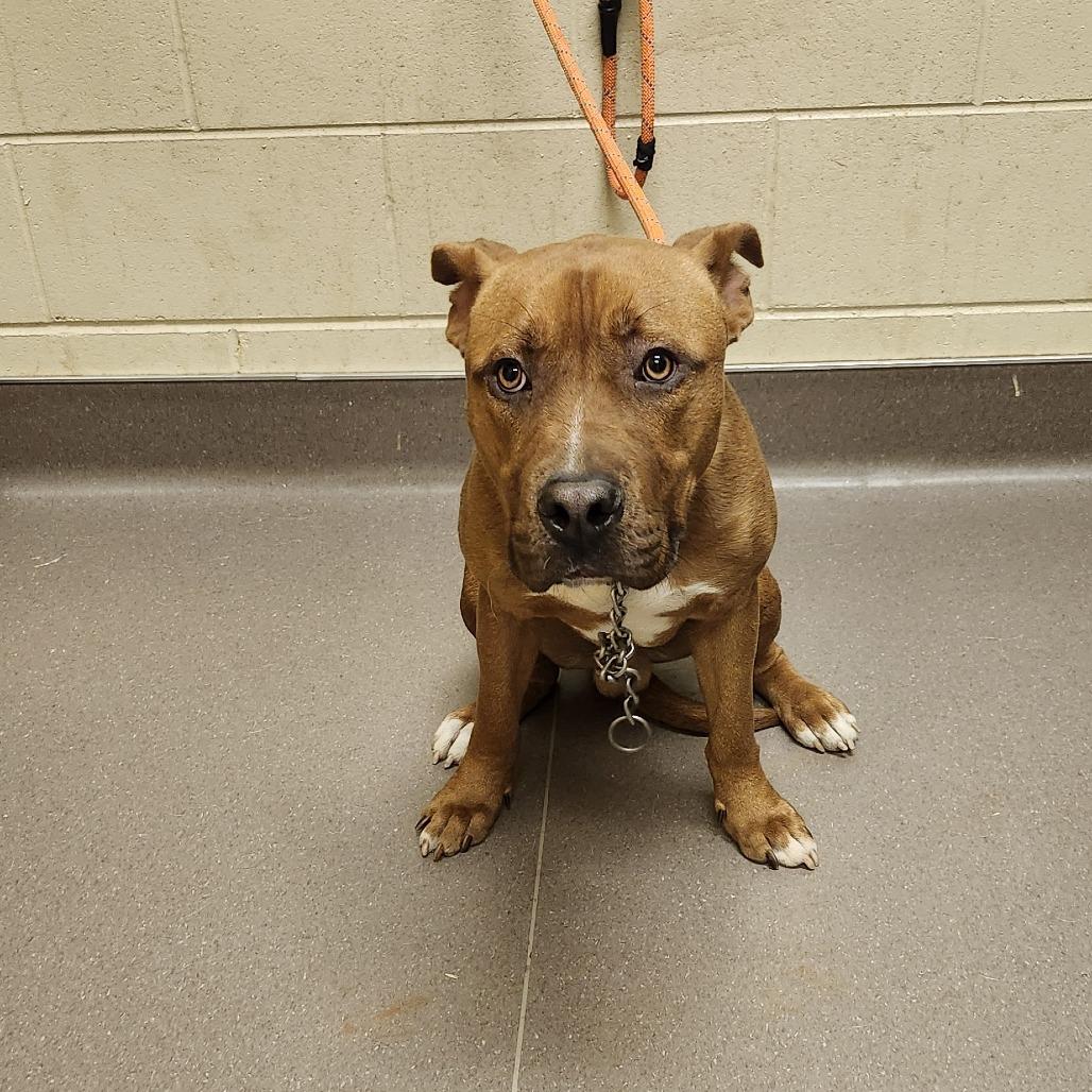 Cypress, a Adoptable Pit Bull Terrier in Norman, OK image 3/6