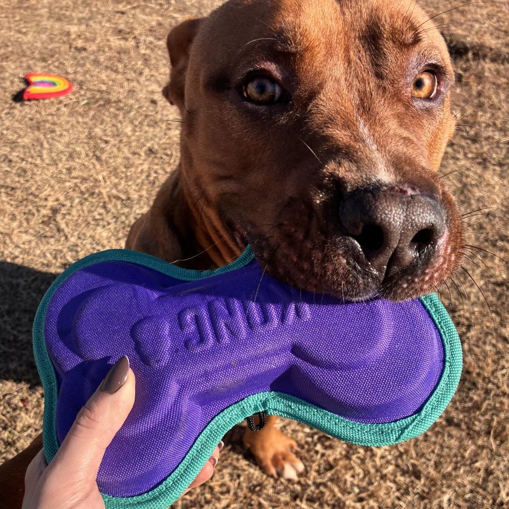 Cypress, a Adoptable Pit Bull Terrier in Norman, OK image 4/6