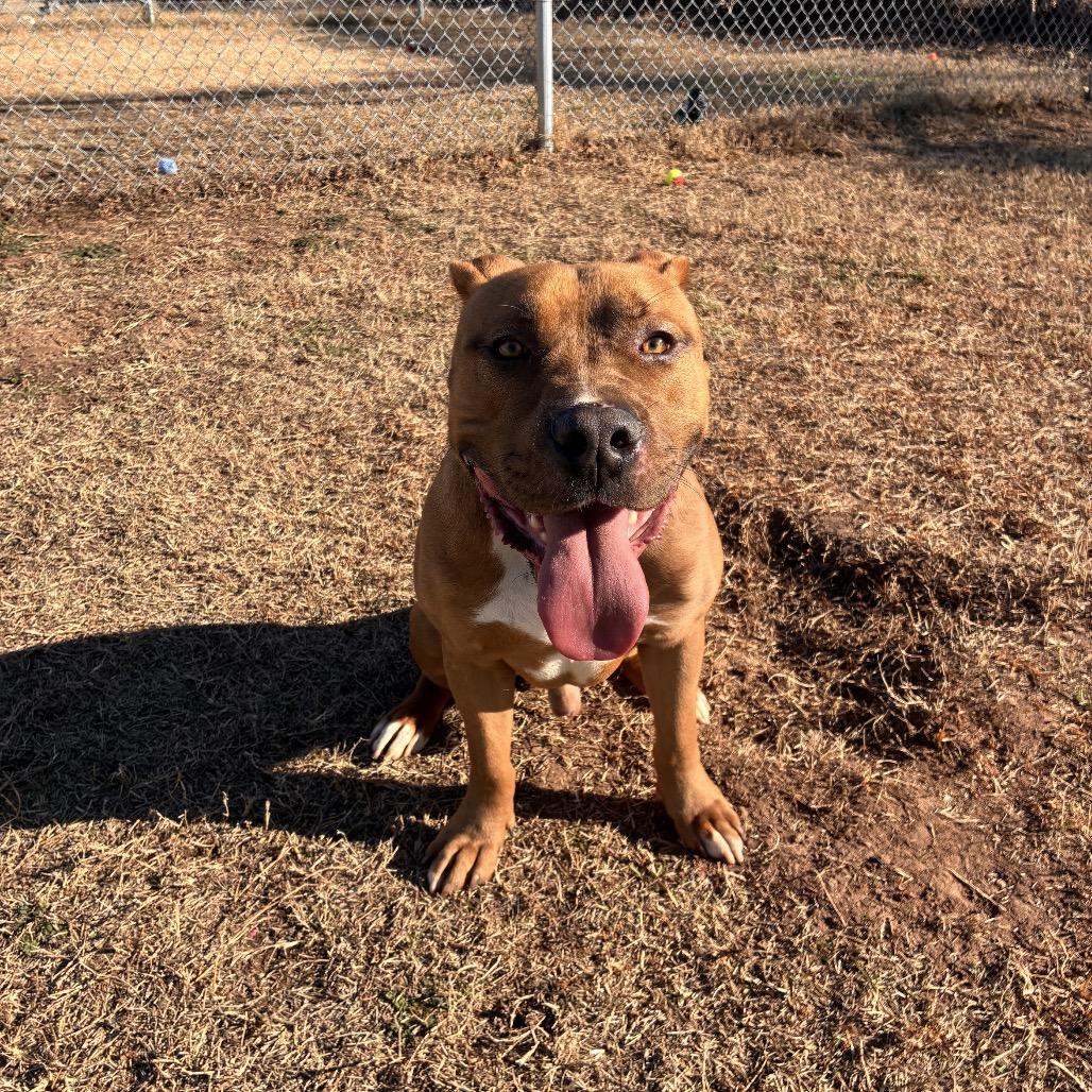 Cypress, a Adoptable Pit Bull Terrier in Norman, OK image 5/6