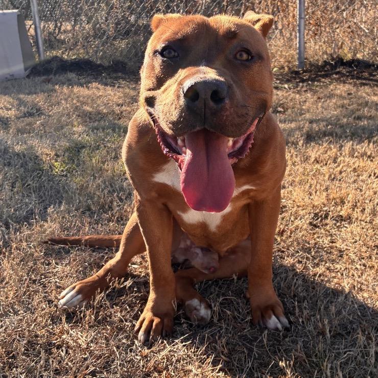 Cypress, a Adoptable Pit Bull Terrier in Norman, OK image 6/6