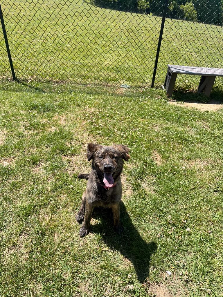 Piper, Adoptable, Puppy Female Mixed Breed.
