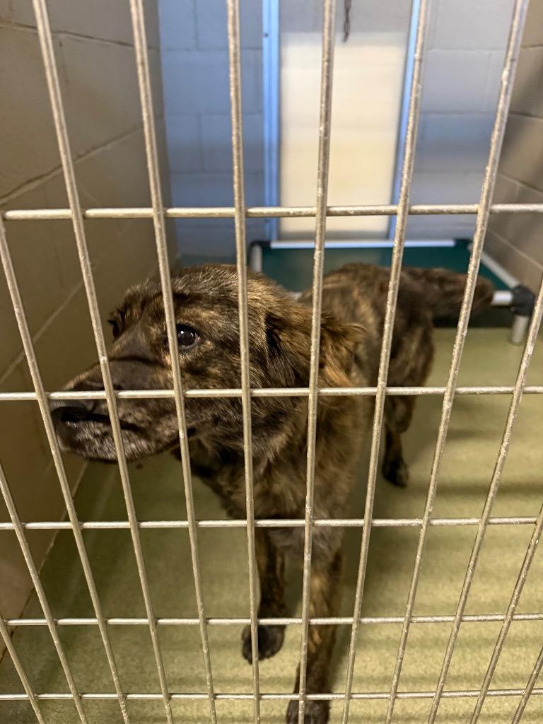 Piper, a Adoptable mixed breed in Gallatin, TN image 2/3