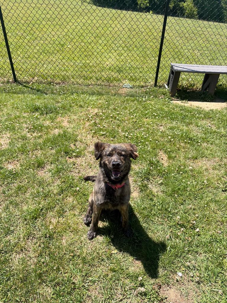 Piper, a Adoptable mixed breed in Gallatin, TN image 3/3