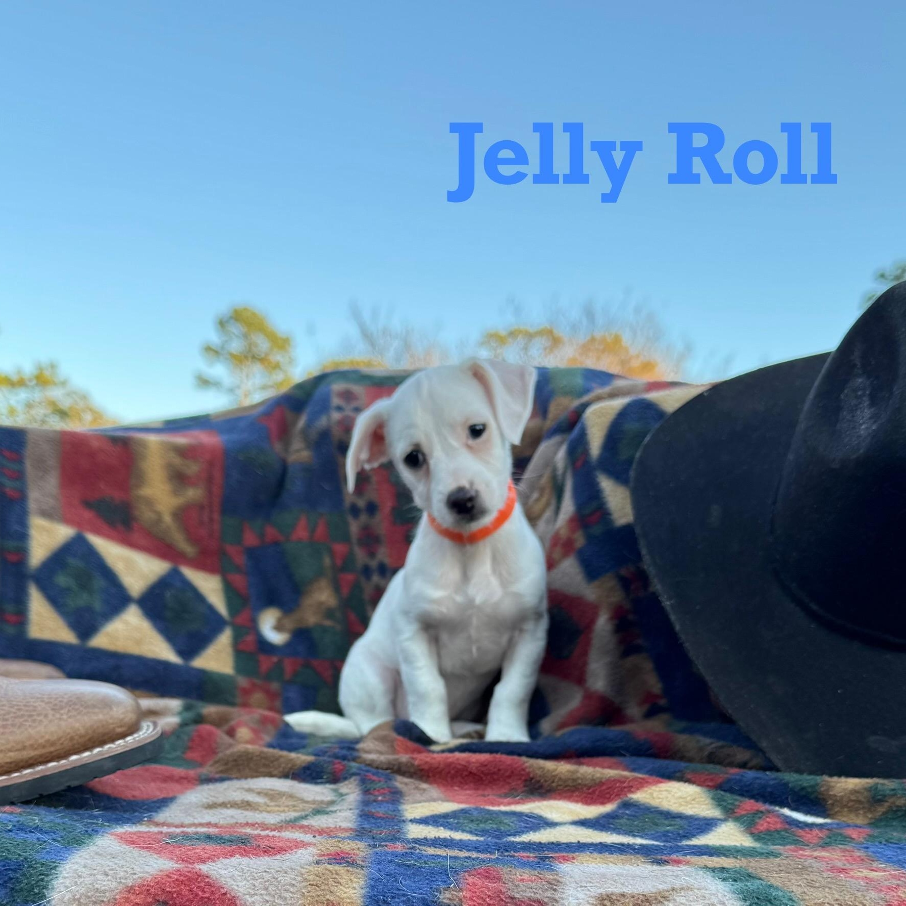 JELLY ROLL
