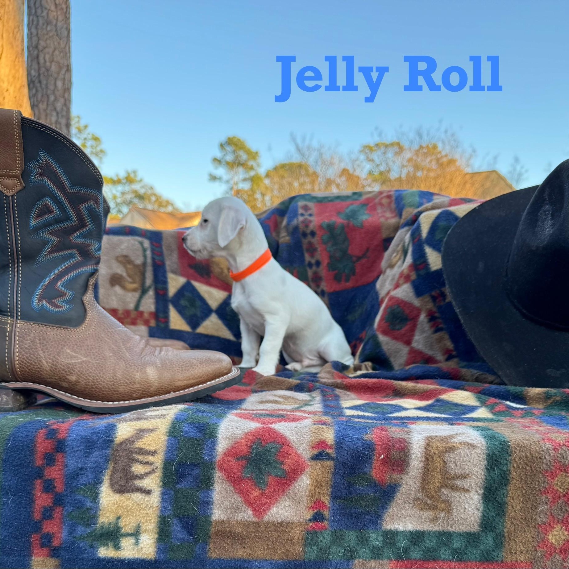 JELLY ROLL