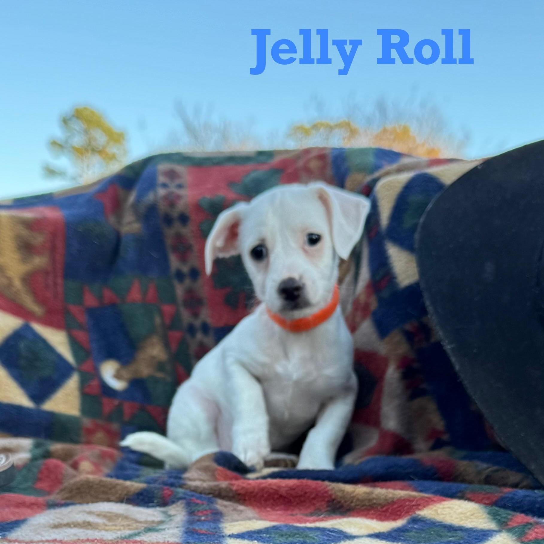 JELLY ROLL